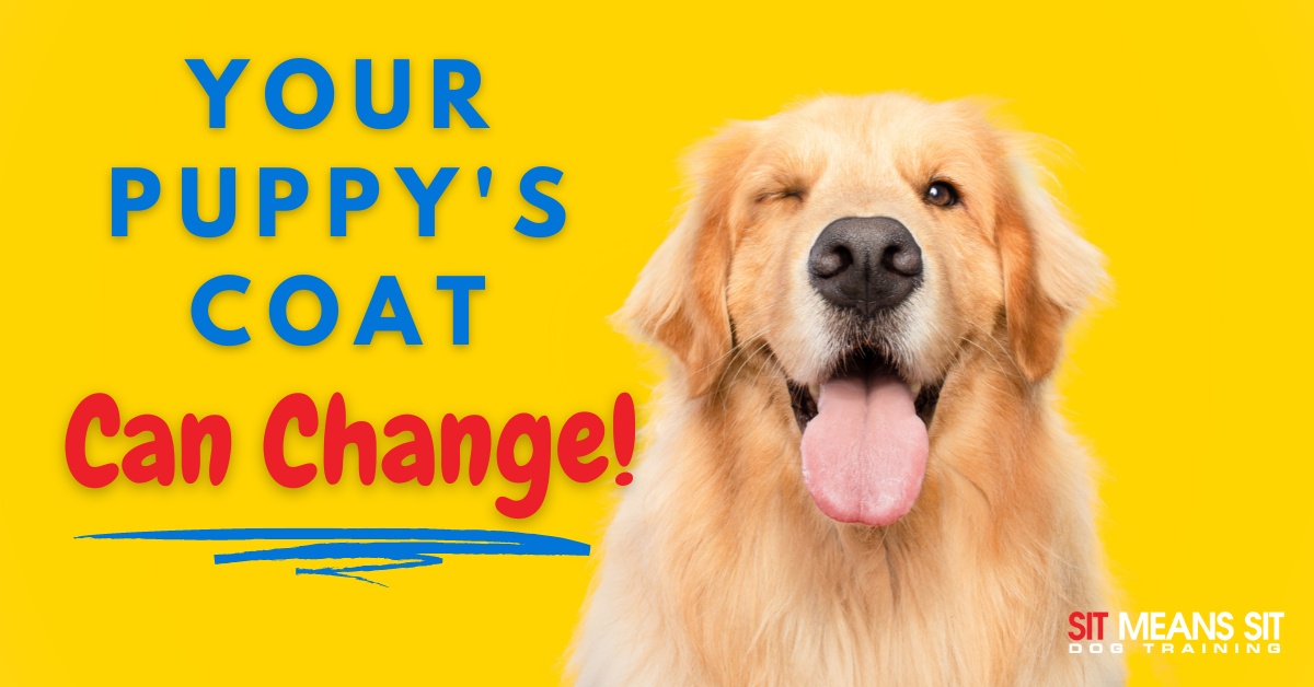 Your Puppy’s Coat Can Change!